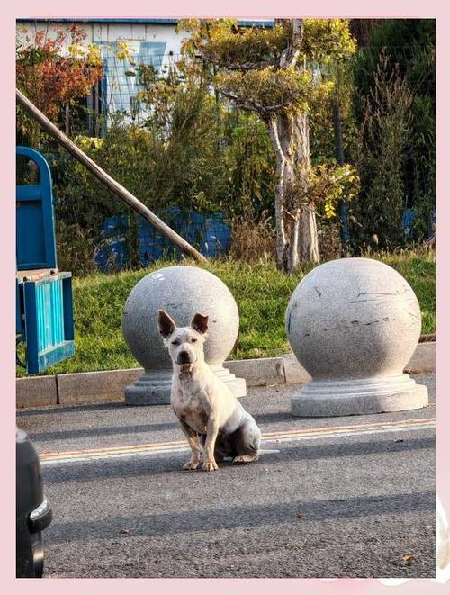 春节带狗狗去哪里旅游比较好图标