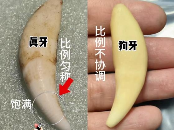 狼牙与狗牙的区别