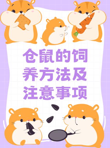 养仓鼠需要注意什么
