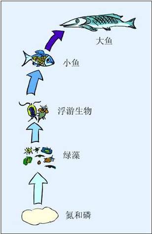 史上最长的食物链