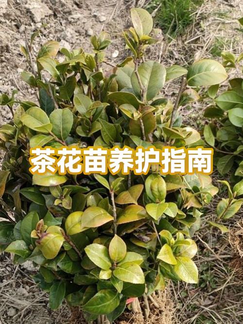 茶花喜欢什么肥料缩略图