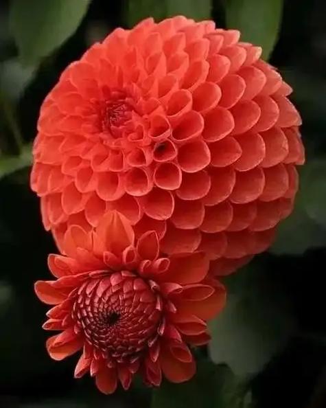 大丽花的寓意和象征