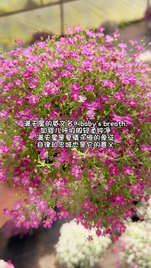 女版壮志凌云满天星英文名