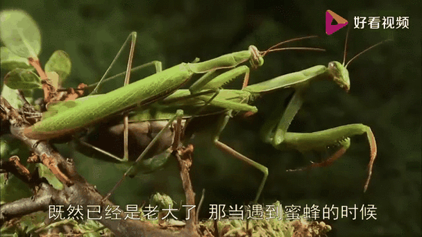 螳螂吃蜥蜴的视频