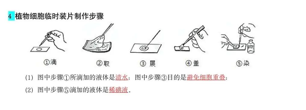 制作植物细胞临时装片的步骤