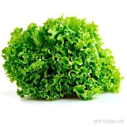 跟生菜很像叫养颜菜的是什么
