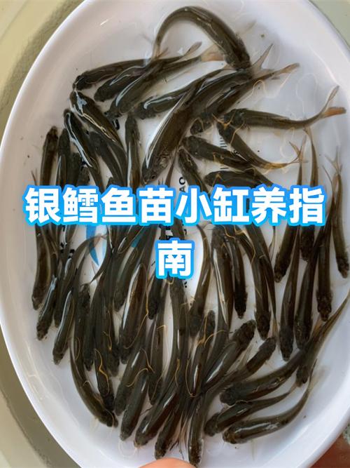 银鳕鱼湖南能养吗