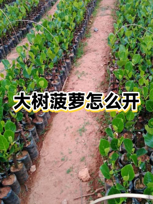 怎么开菠萝