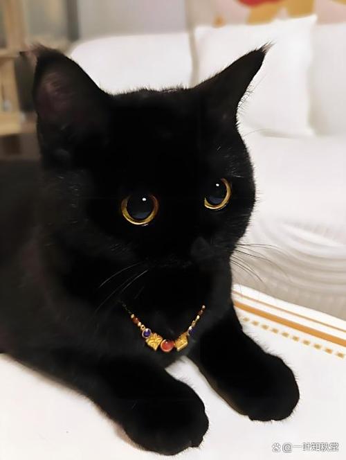 《黑猫》意大利完整版图标