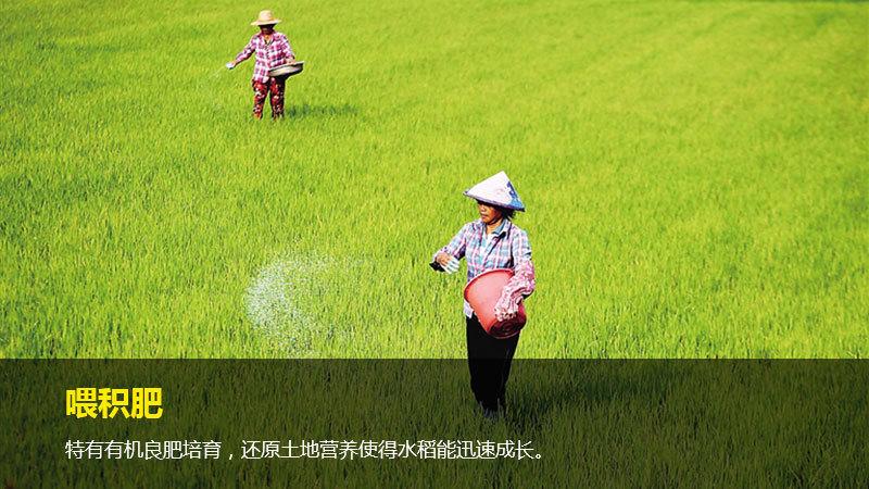 水稻种植先积肥还是耕田