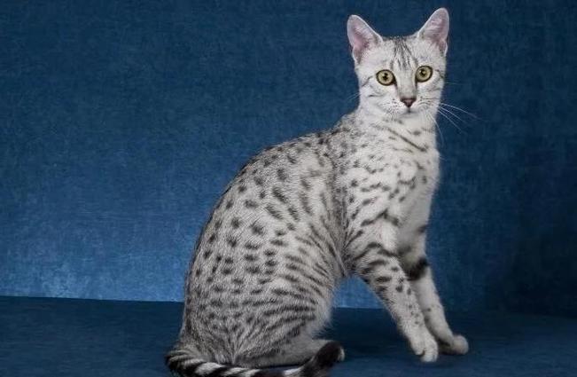 银色埃及猫截图