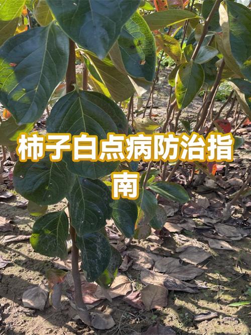 白点病是什么原因造成的