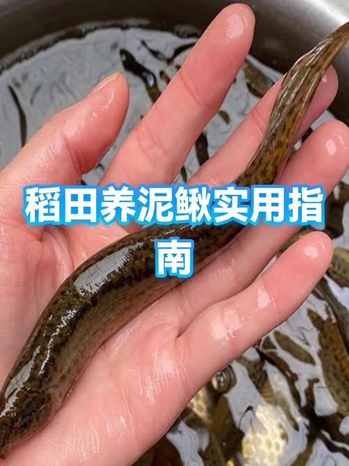 稻田养泥鳅的最佳方法