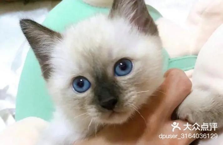 小猫多久出窝送人