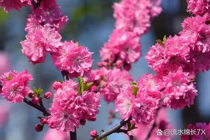桃红又叫什么缩略图