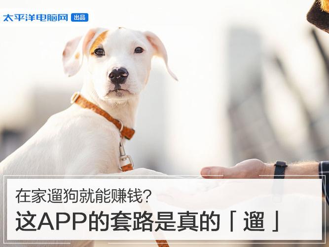 遛狗就能赚钱游戏截图