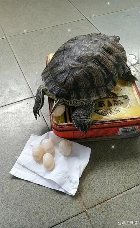 龟蛋可以吃吗有什么功效