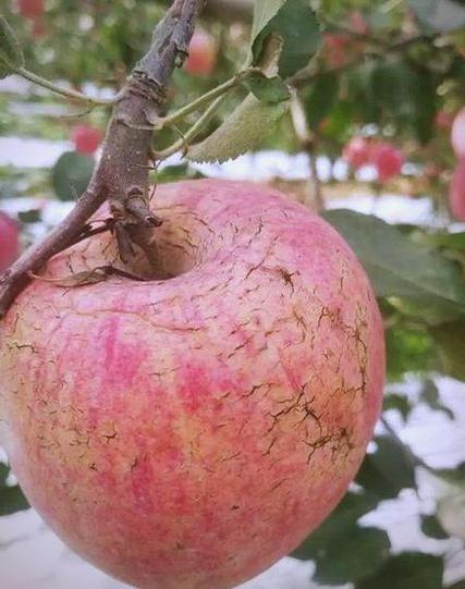 苹果水裂纹图片
