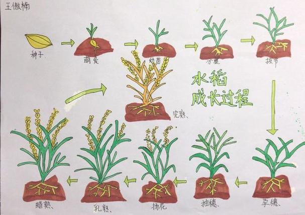 水稻怎么种