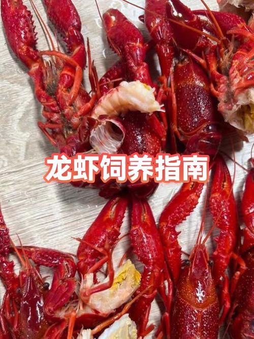 养殖小龙虾一亩需要投资多少钱缩略图