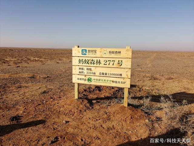蚂蚁森林是真的种树吗