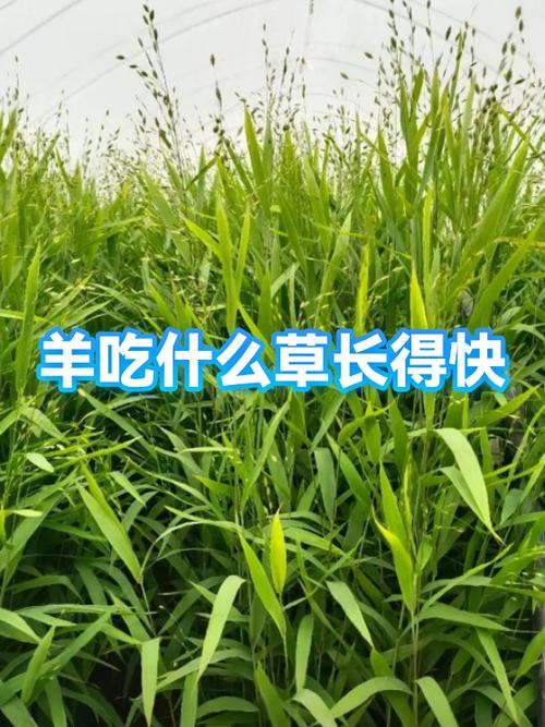 每年的几月份长草截图