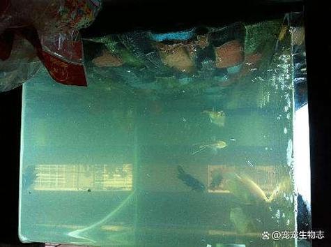 鱼缸换了水还是浑浊怎么办图标