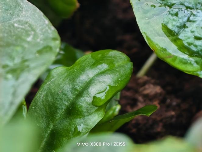 vivo背景虚化缩略图