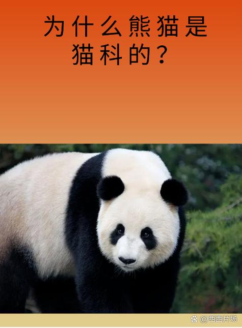 为什么叫熊猫王国之巅