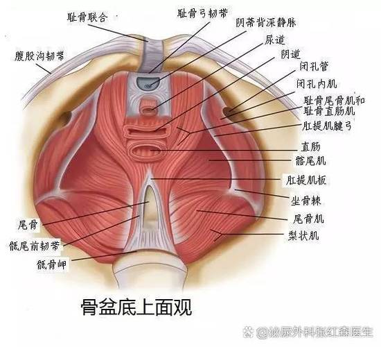 什么是性功能激活截图
