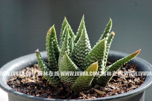 多肉植物的种类