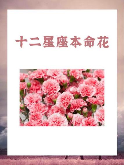十二星座生辰花