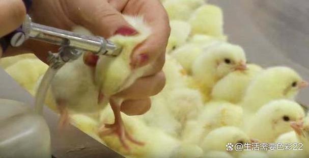 养鸡场打工多少钱一个月