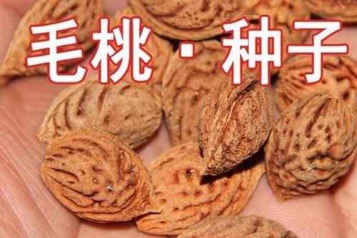 自己吃的桃子种子怎样种