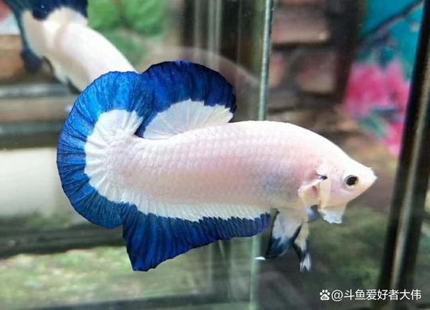 斗鱼三天不喂会饿死吗