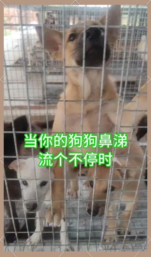 狗狗流浓鼻涕怎么办缩略图