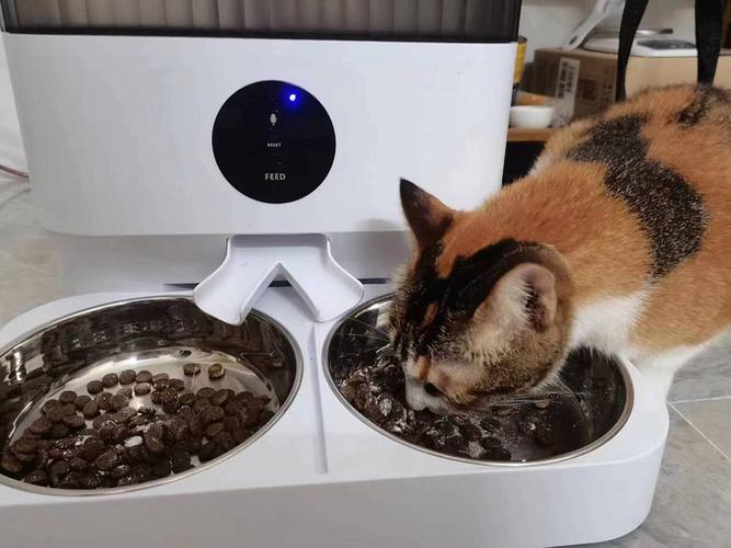 猫用自动喂食器会不会吃撑
