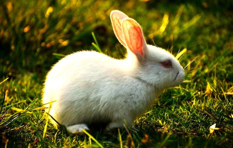 Bunny在中国的寓意