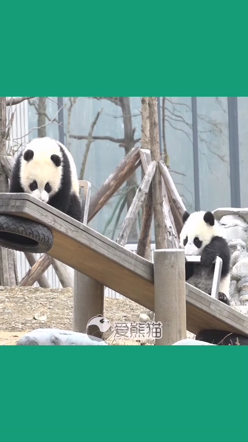 大熊猫会玩什么