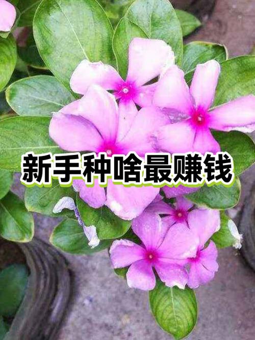 种啥最赚钱