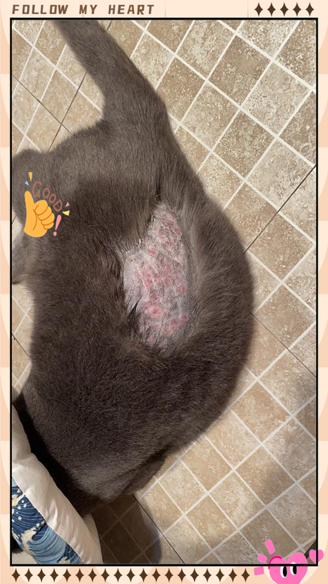 猫癣 最怕 的 克星