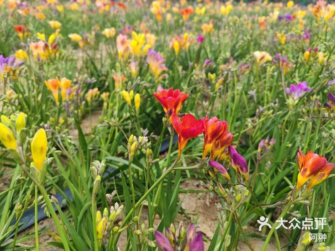 花海公园在哪个位置