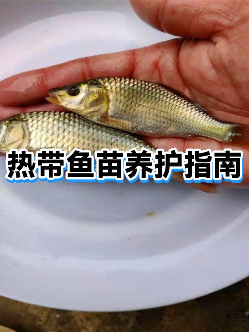 刚出生的热带鱼怎么养活