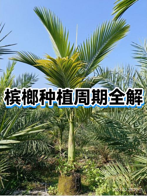 未来10内年槟榔会淘汰吗