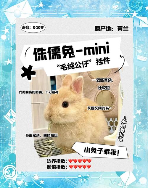 荷兰迷你兔多少钱一只