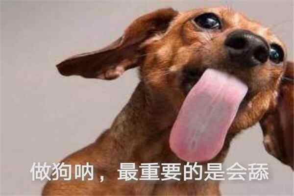 形容舔狗的一句话