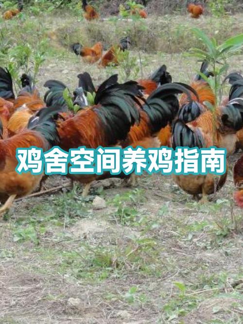 现代鸡舍养殖场设计图