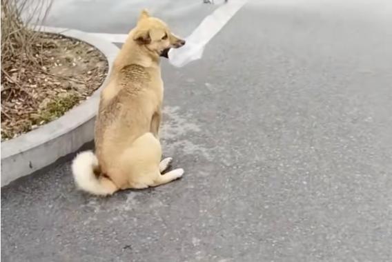 流浪狗会感恩收养人吗截图