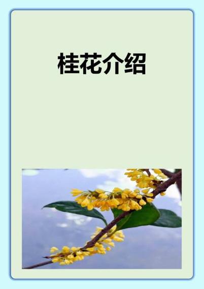 桂花的资料简介图标