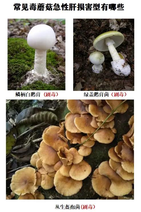 有毒蘑菇图片大全